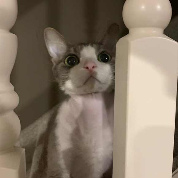 lizcalvert